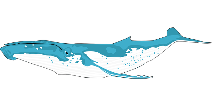 Blue Whale Illustration PNG