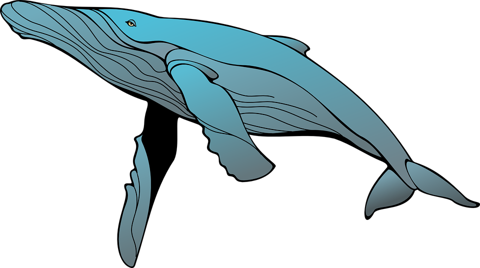 Blue Whale Illustration.png PNG