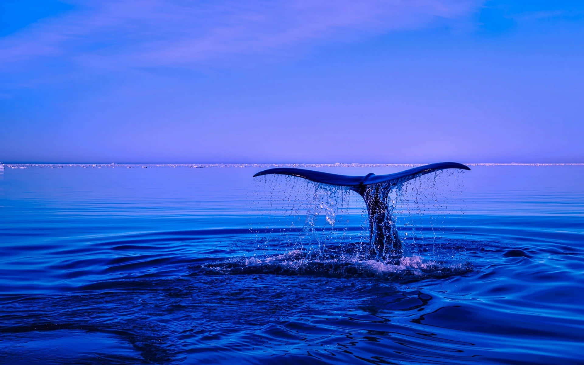 Blue Whale Tail Flap Ocean Photography Picture