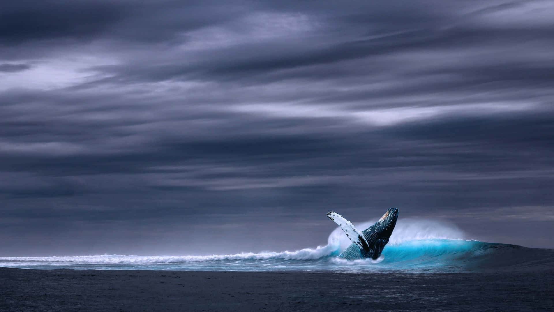 Blue Whale Ocean Splash Digital Art Picture