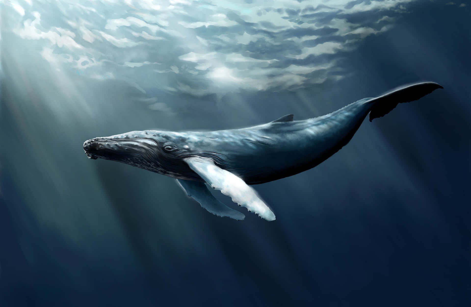 “Beautiful Blue Whale Enjoys Aop in the Ocean”