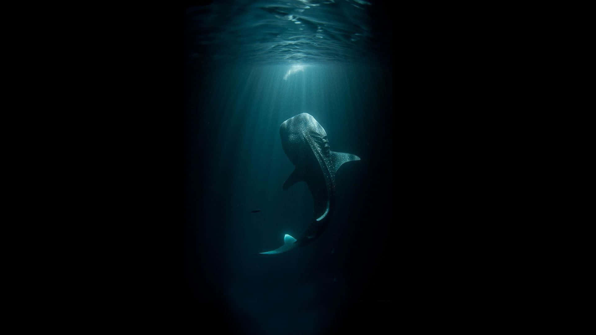 Blue Whale Swimming Ocean Dark Photography Picture