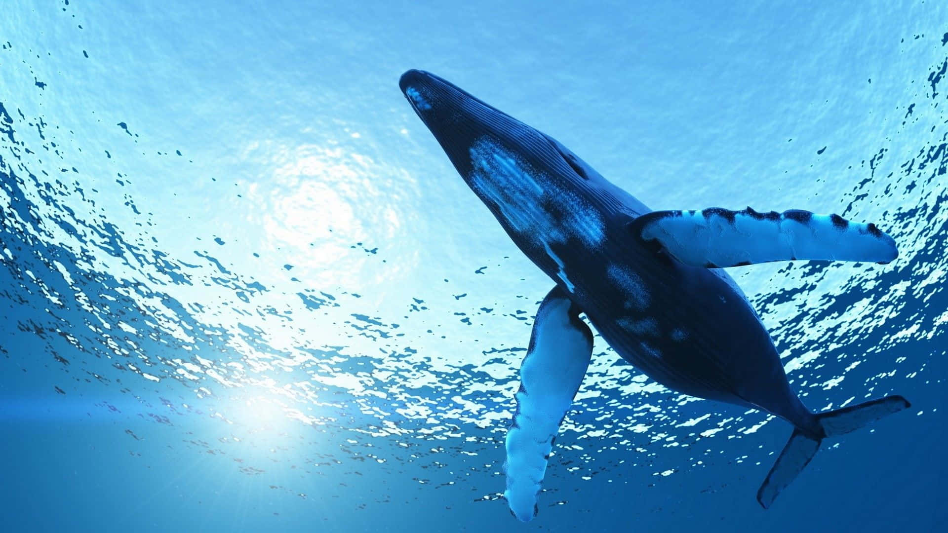 Blå Hval Stor Pattedyr Ocean Fotografi Billede Tapet