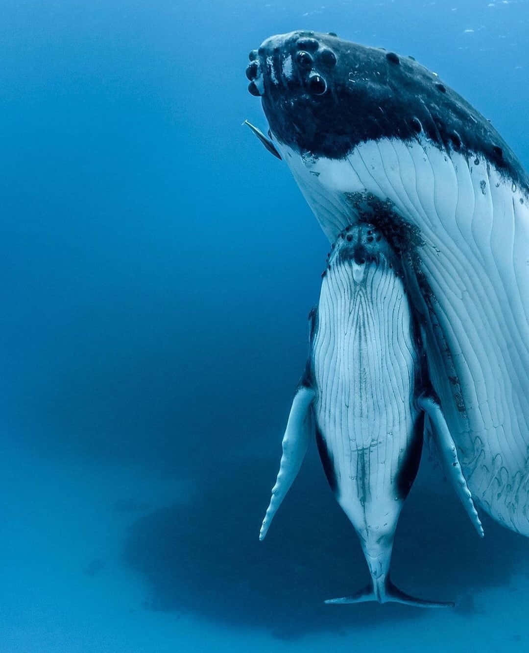 Immaginefotografica Di Una Balena Azzurra Madre Con Il Suo Cucciolo Nell'oceano