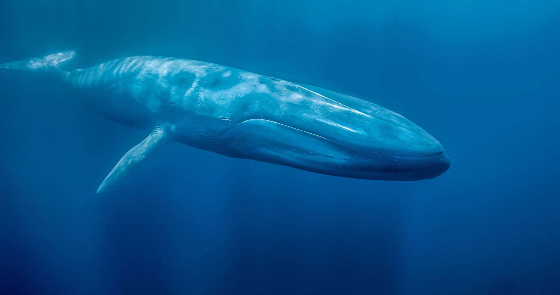 Fotografiadi Una Balena Blu Gigante Nell'oceano