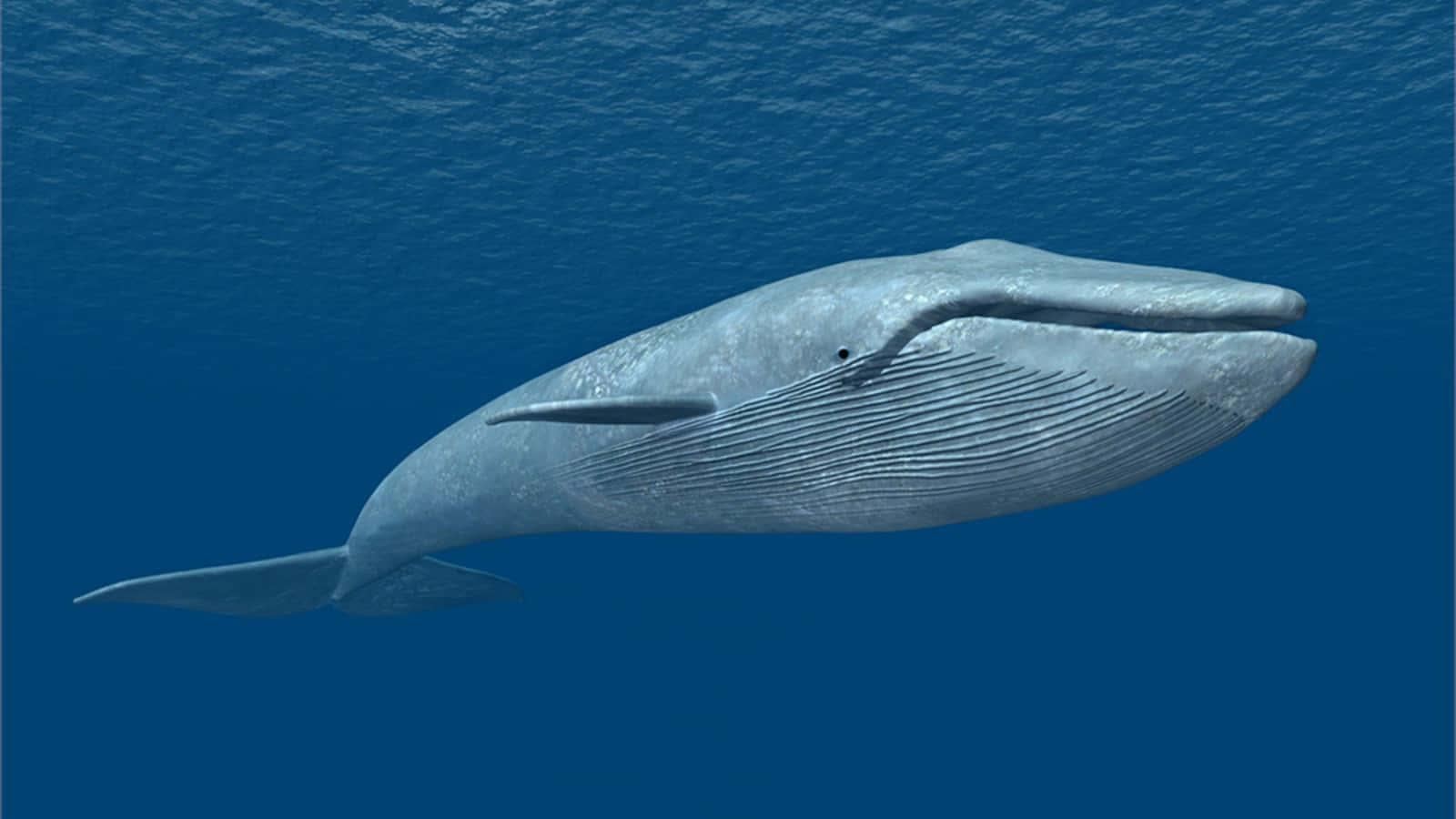 Blue Whale Mammal Nature Ocean Photography Picture