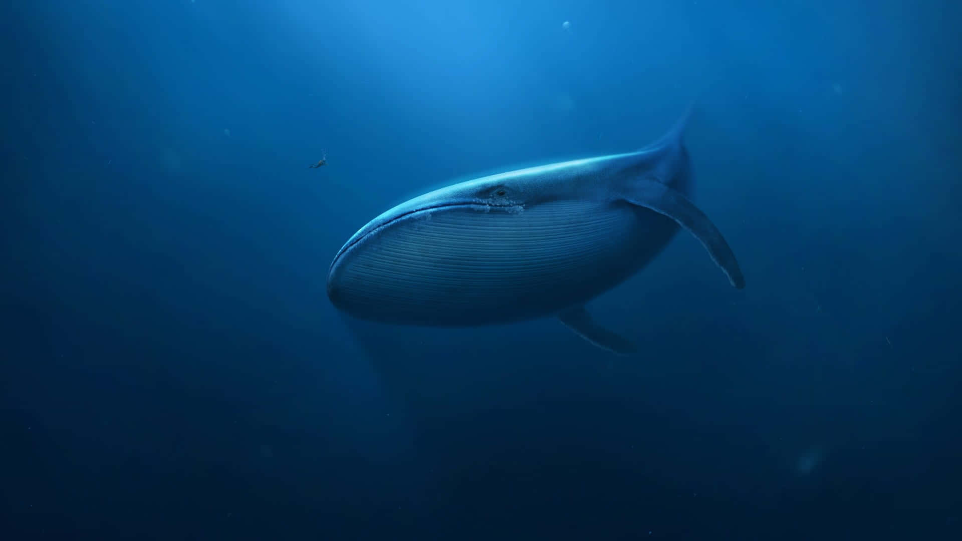 Immaginefotografica Di Una Balena Blu Nelle Profondità Dell'oceano
