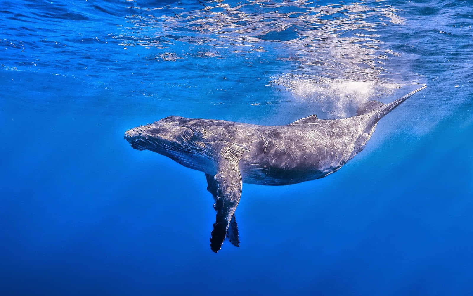 Einbuckelwal Schwimmt Im Ozean.