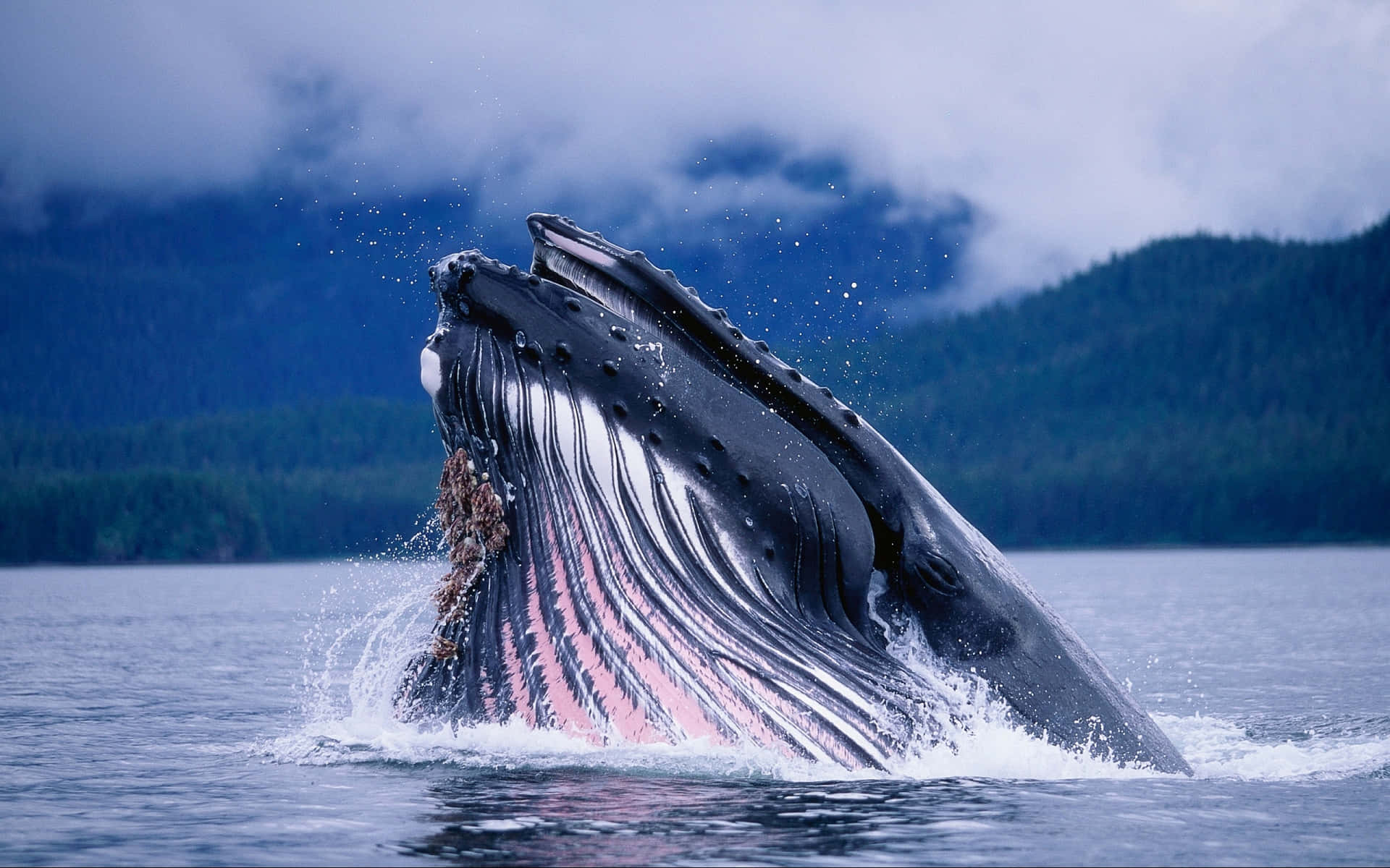 Blue Whale Blowing Air Ocean Photography Picture