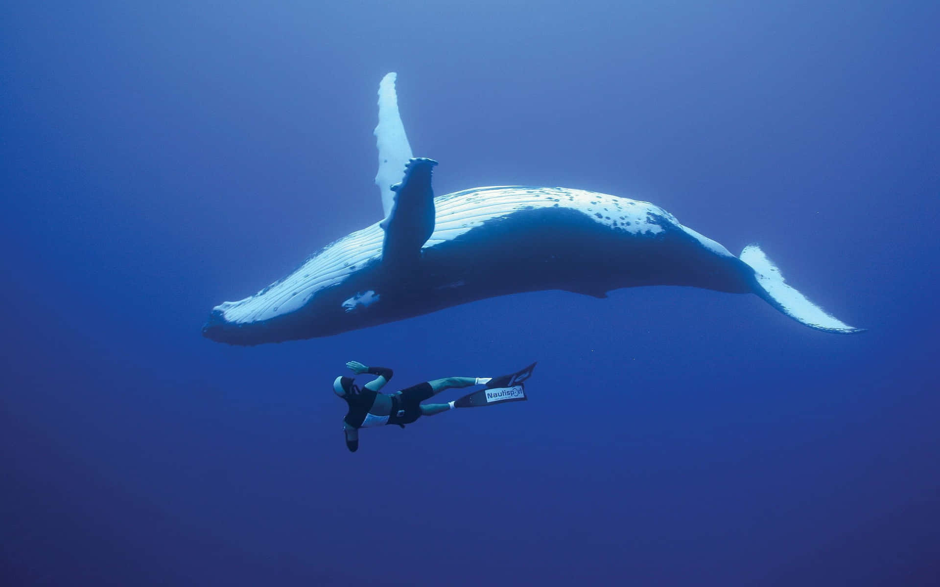 Imagenfotográfica De Un Buzo Nadando En El Océano Rodeado De Ballenas Azules