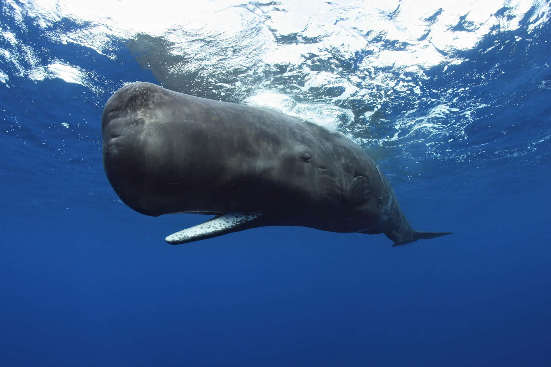 Dermajestätische Blauwal