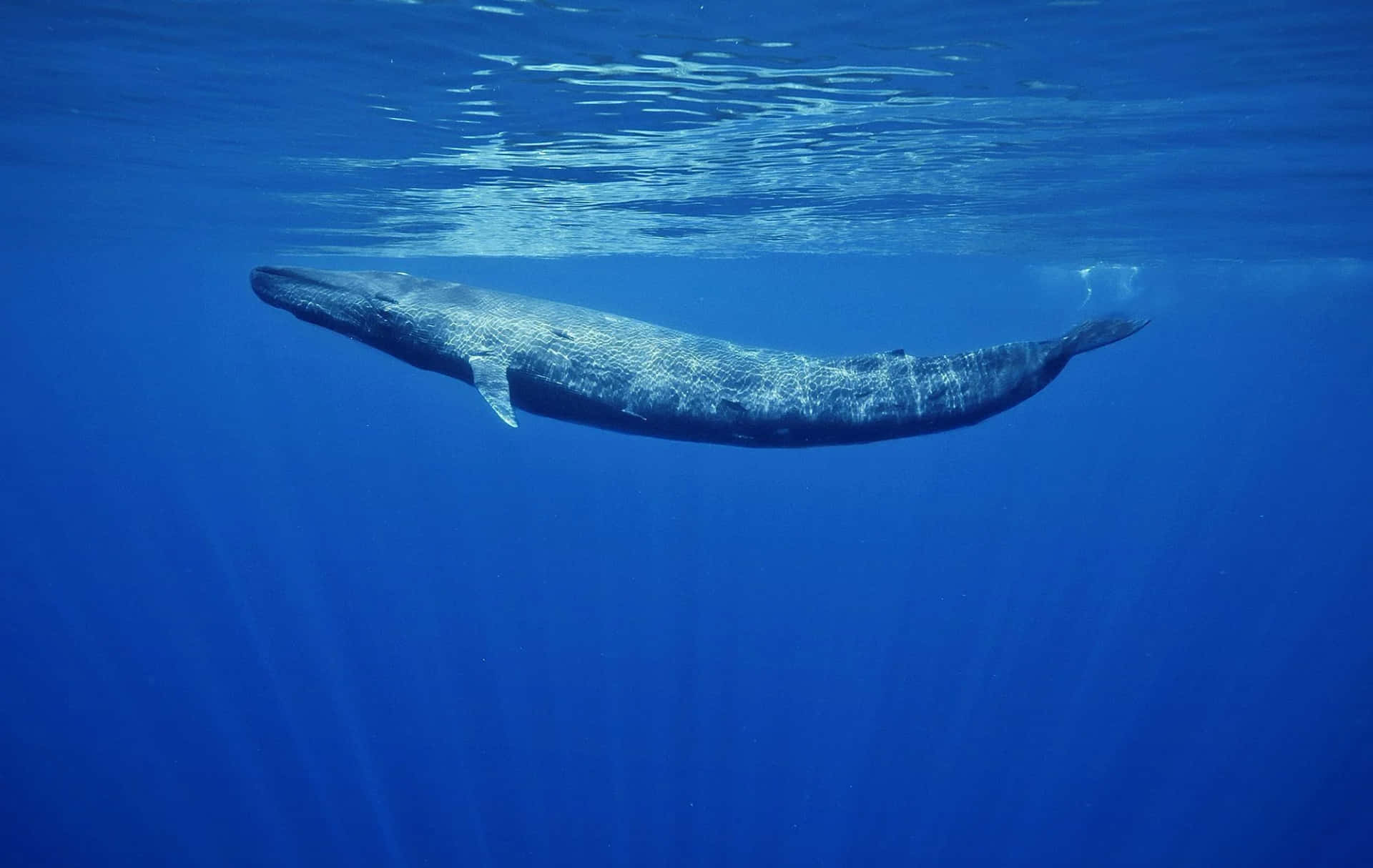 Blue Whale New Pygmy Ocean Surface Photography Picture