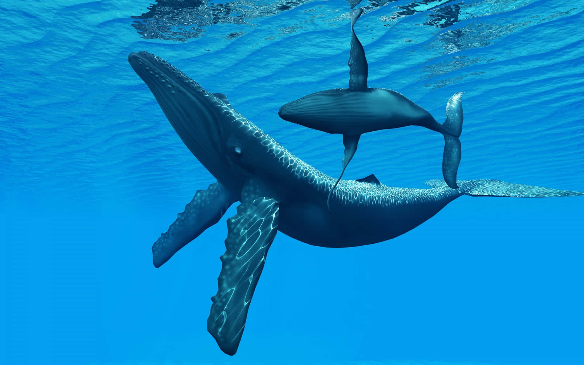 Blauewal-familie Schwimmt Im Ozean - Digitale Kunstbild