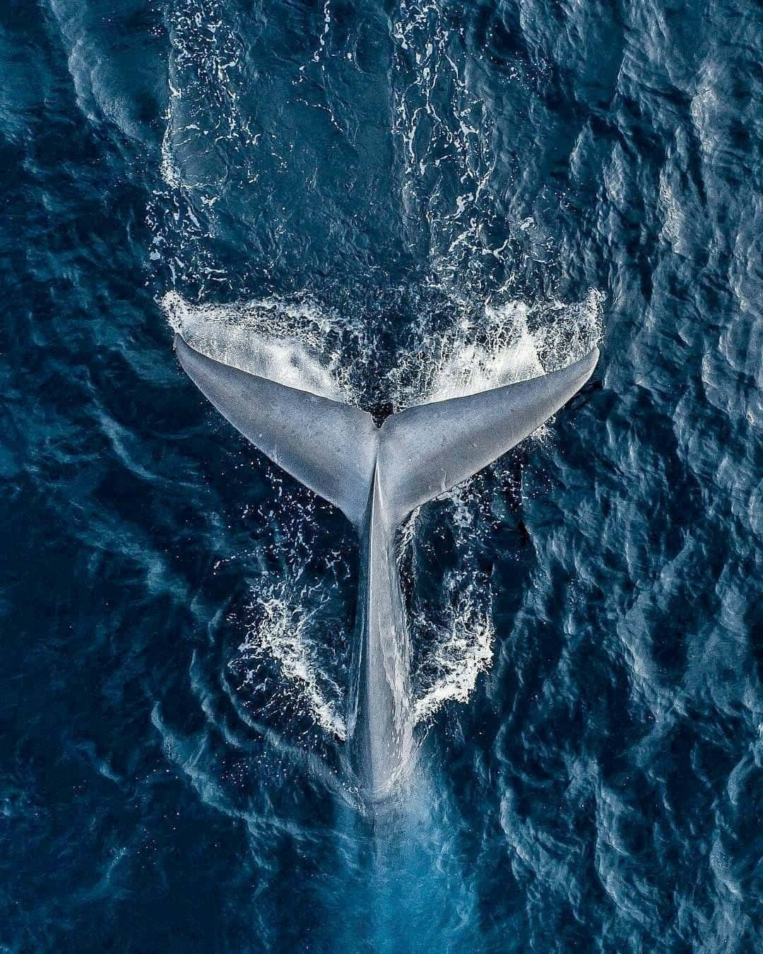 Fotografiadi Una Balena Blu Che Agita La Coda Nell'oceano.