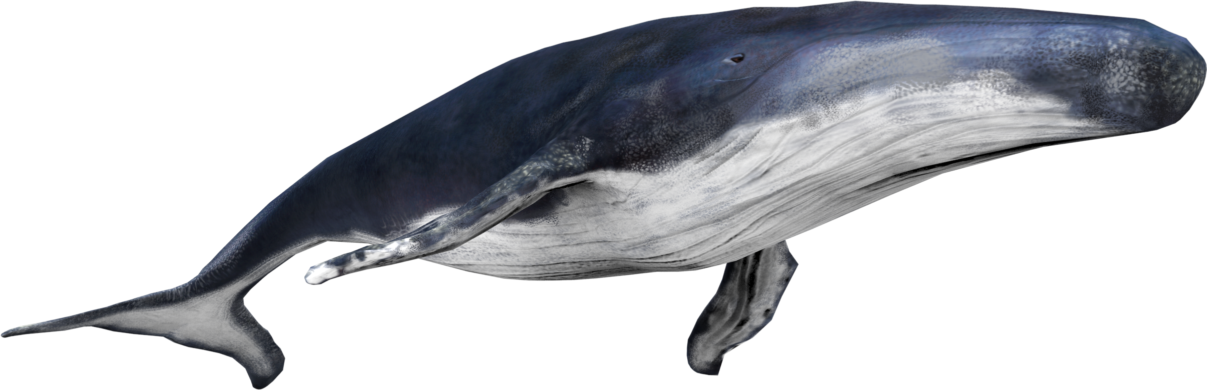 Download Blue Whale Side Viewpng