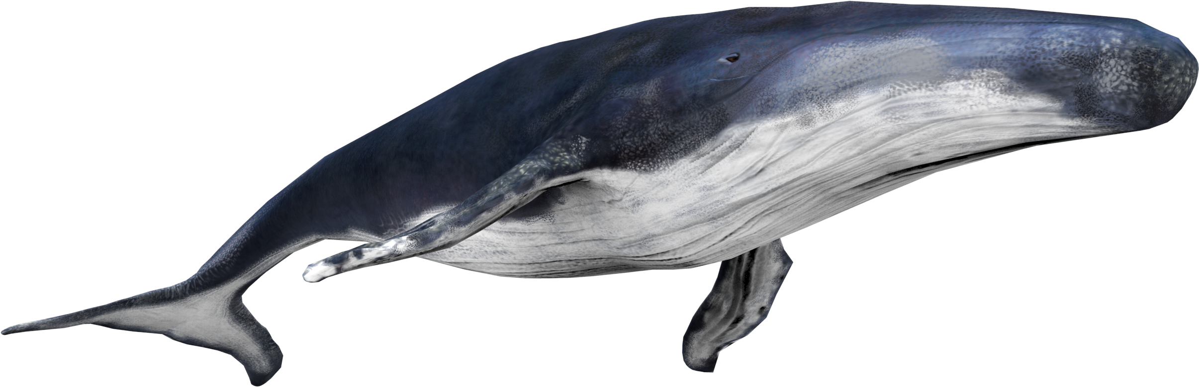 Blue Whale Side View.png PNG