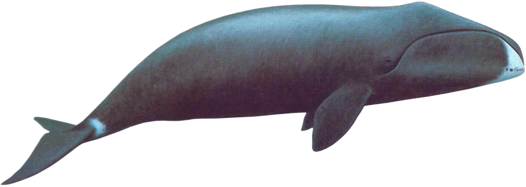 Blue Whale Silhouette PNG