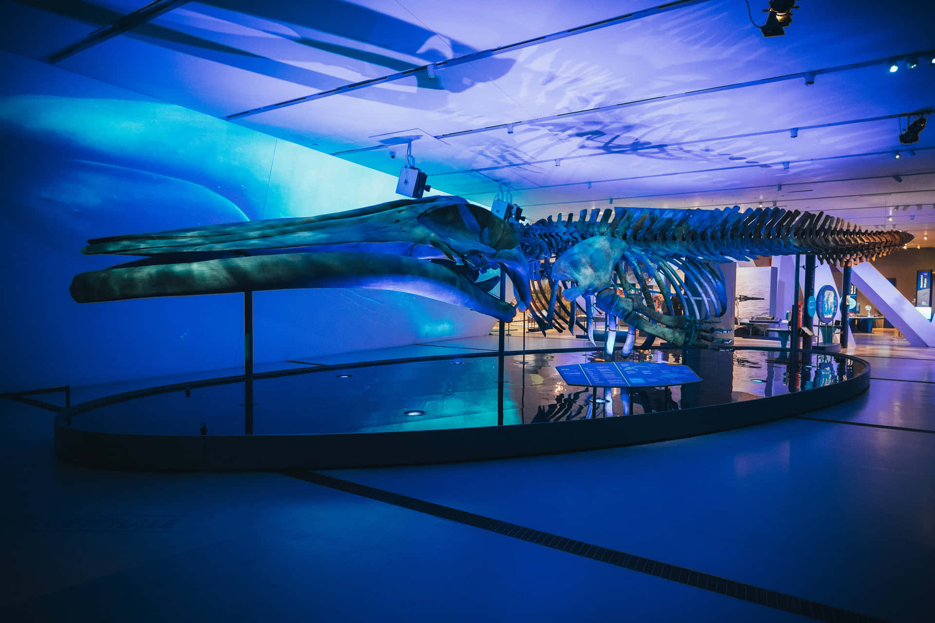 Blauwe Walvis Skelet Koninklijk Ontario Museum Achtergrond