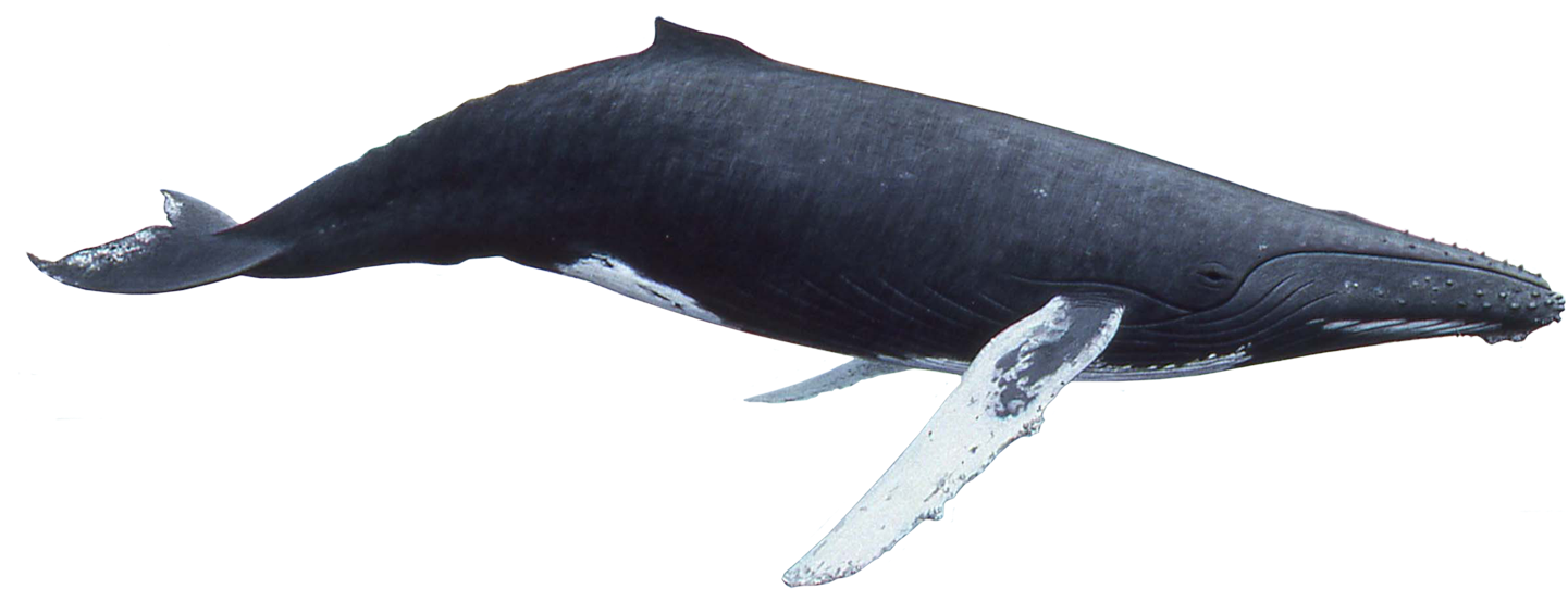 Blue Whale Underwater PNG