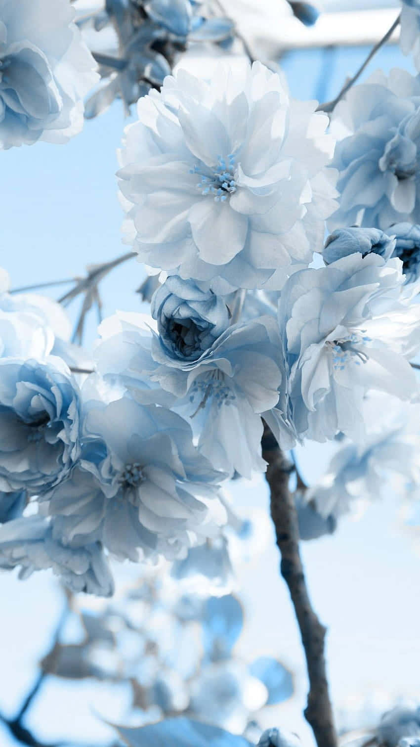 Blue White Blossoms Aesthetic Wallpaper