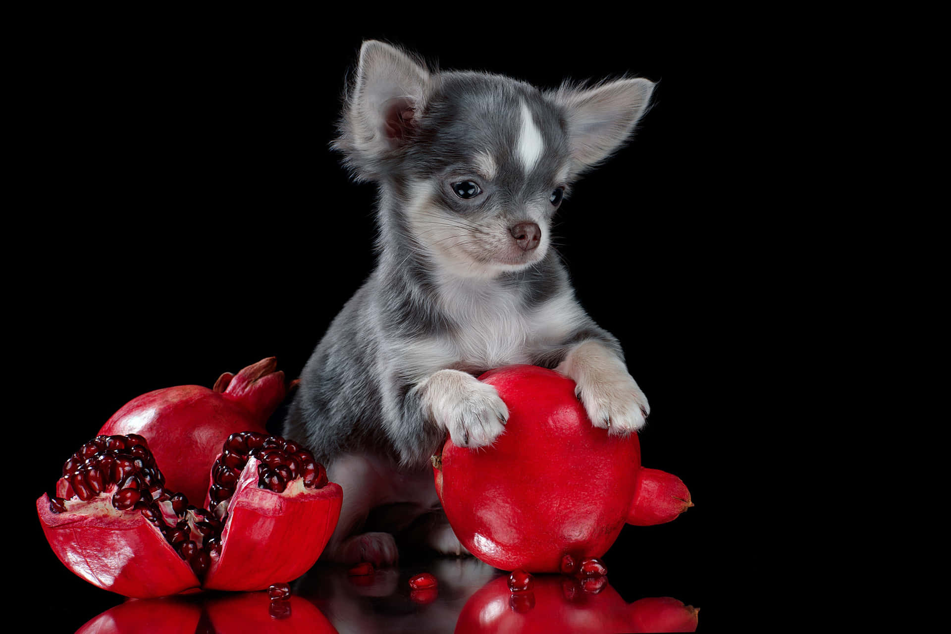 Blåvitbelagd Chihuahuahund Med Grapefrukt. Wallpaper