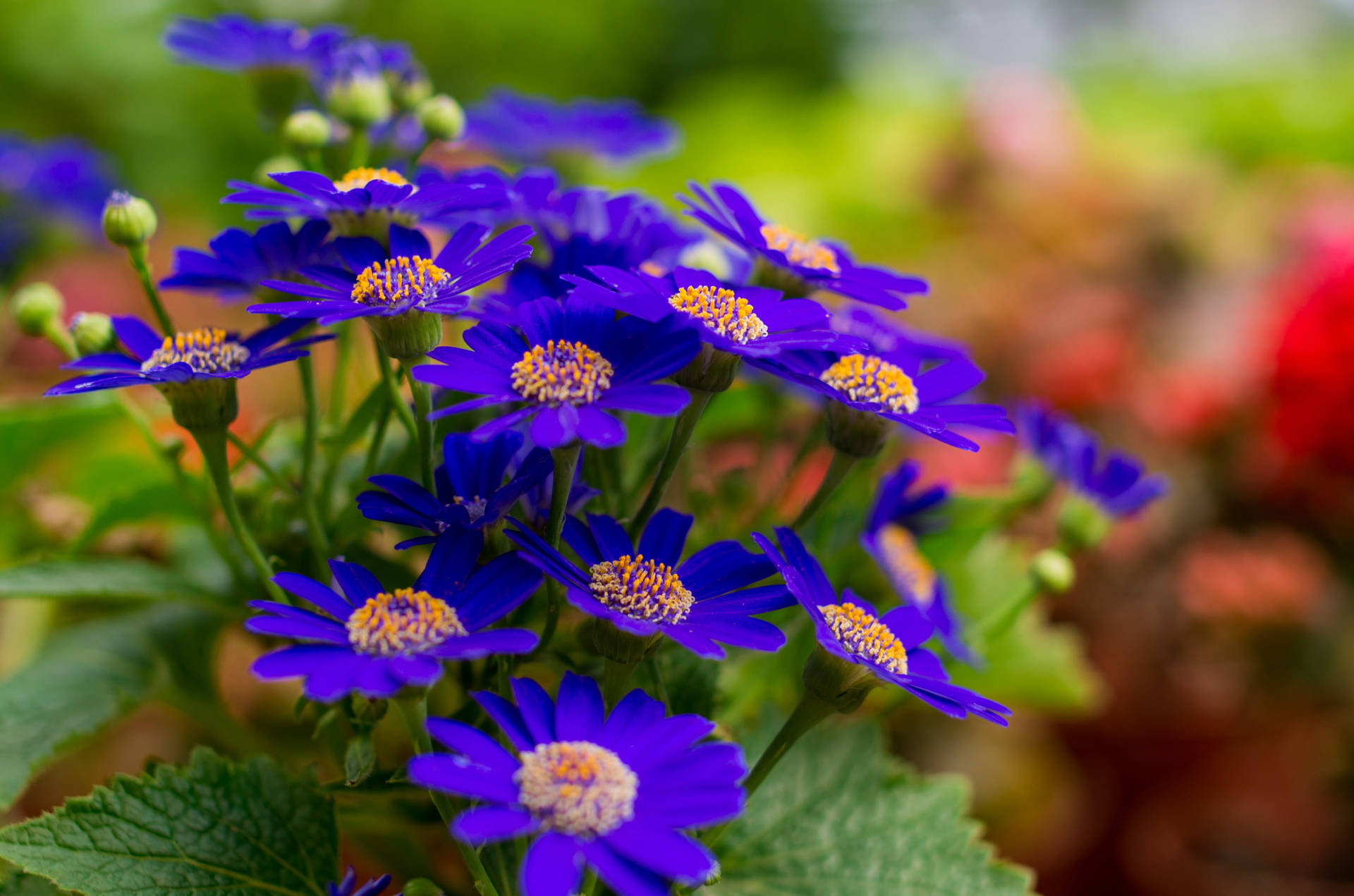 Crisantemo Selvatico Blu Sfondo