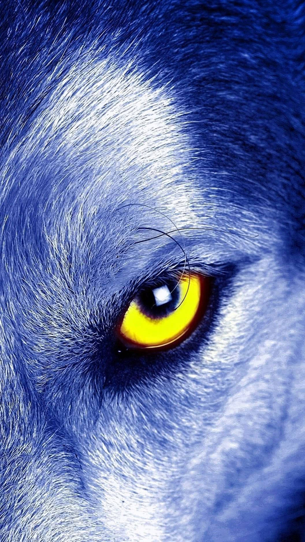 Majestic Blue Wolf with Luminous Yellow Eyes Wallpaper