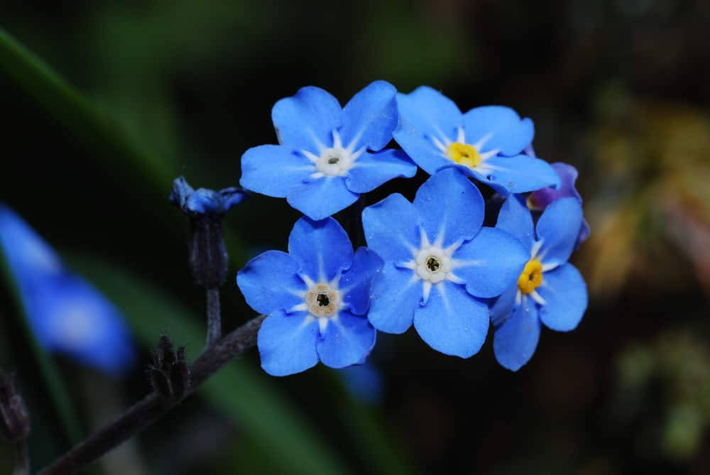 Blue-yellow Forget Me Not Flowers Background