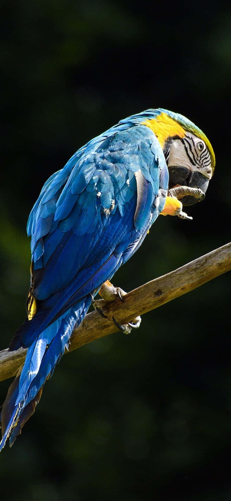 Blue Yellow Macaw Perched Wallpaper