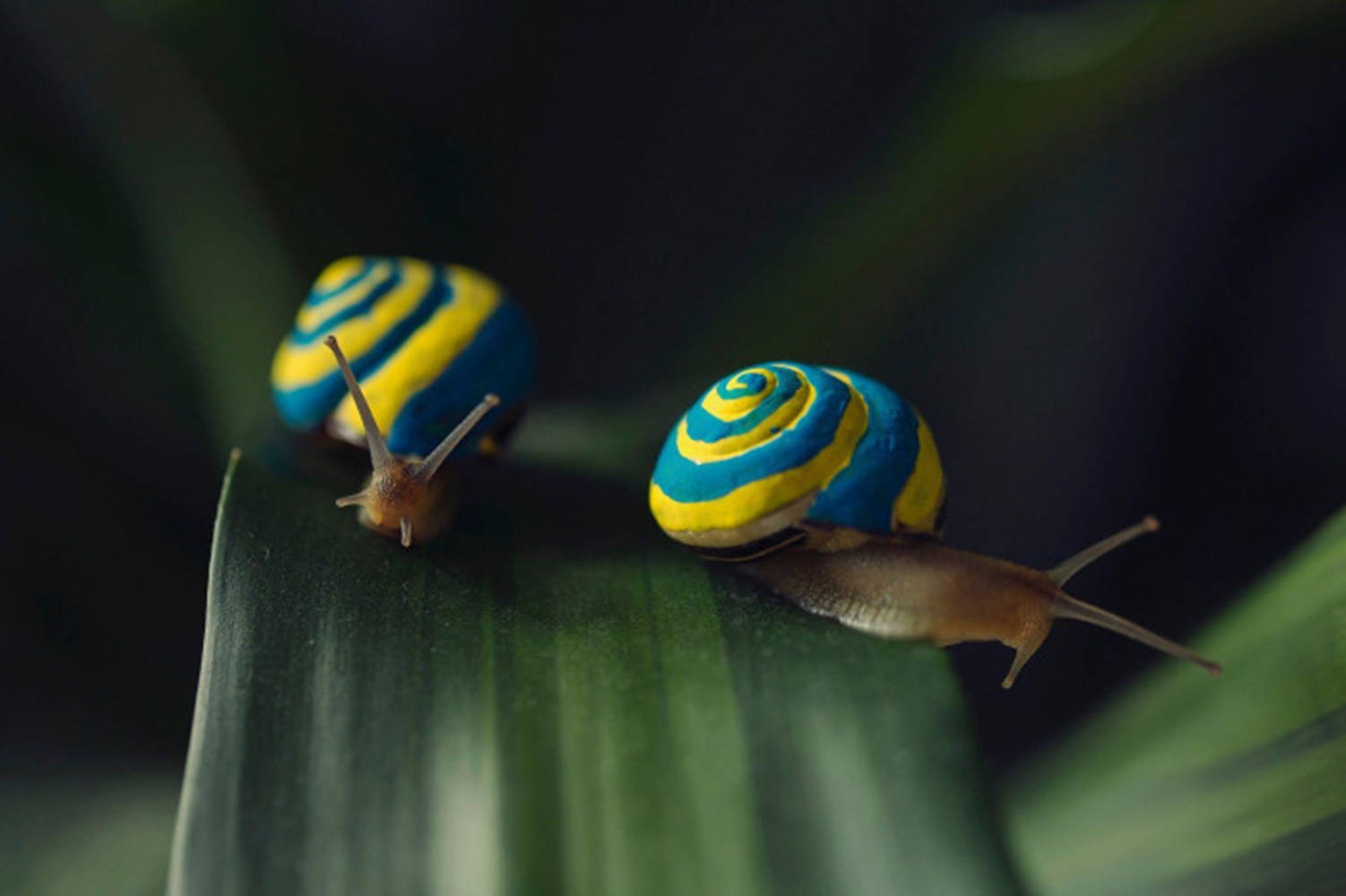 Blue Yellow Snails Wallpaper