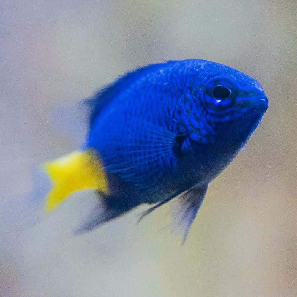 Blue Yellow Tailed Damselfish Wallpaper