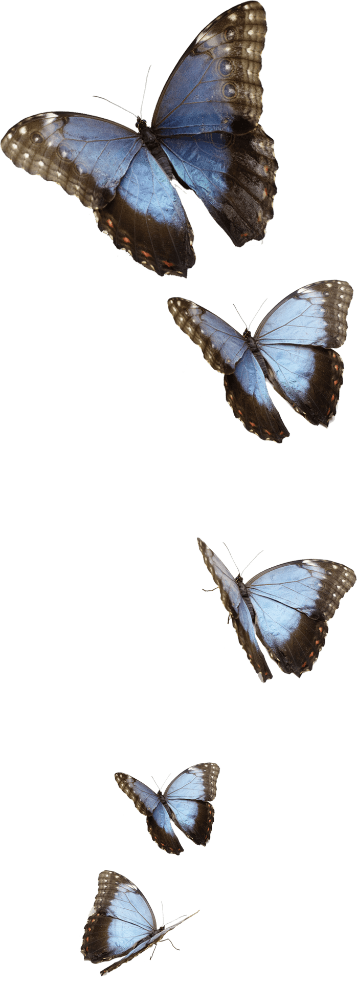 Blue_ Morpho_ Butterflies_ Transparent_ Background PNG