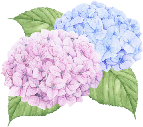 Blueand Pink Hydrangea Watercolor PNG