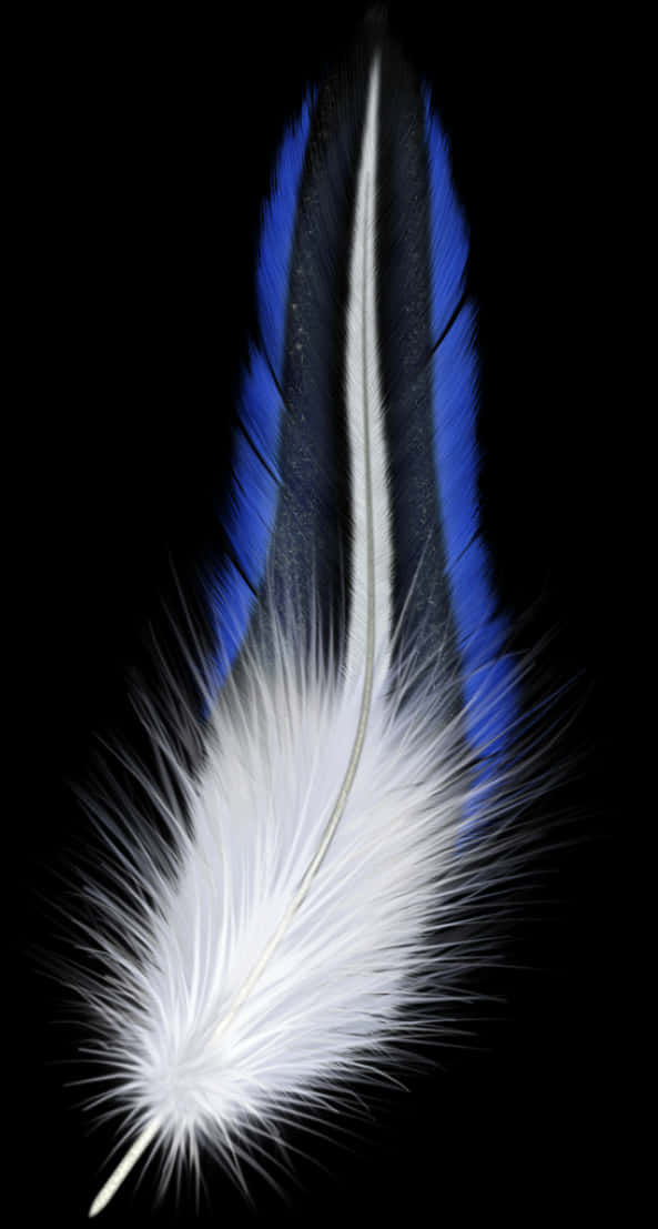 Blueand White Bird Feather PNG