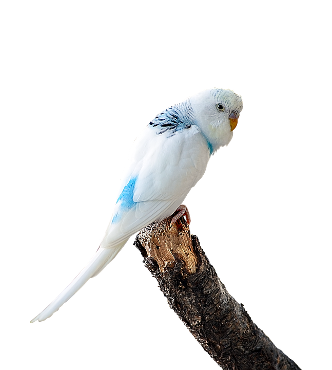 Blueand White Budgerigaron Branch PNG