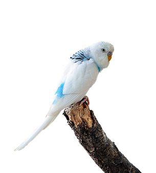 Blueand White Budgerigaron Branch PNG