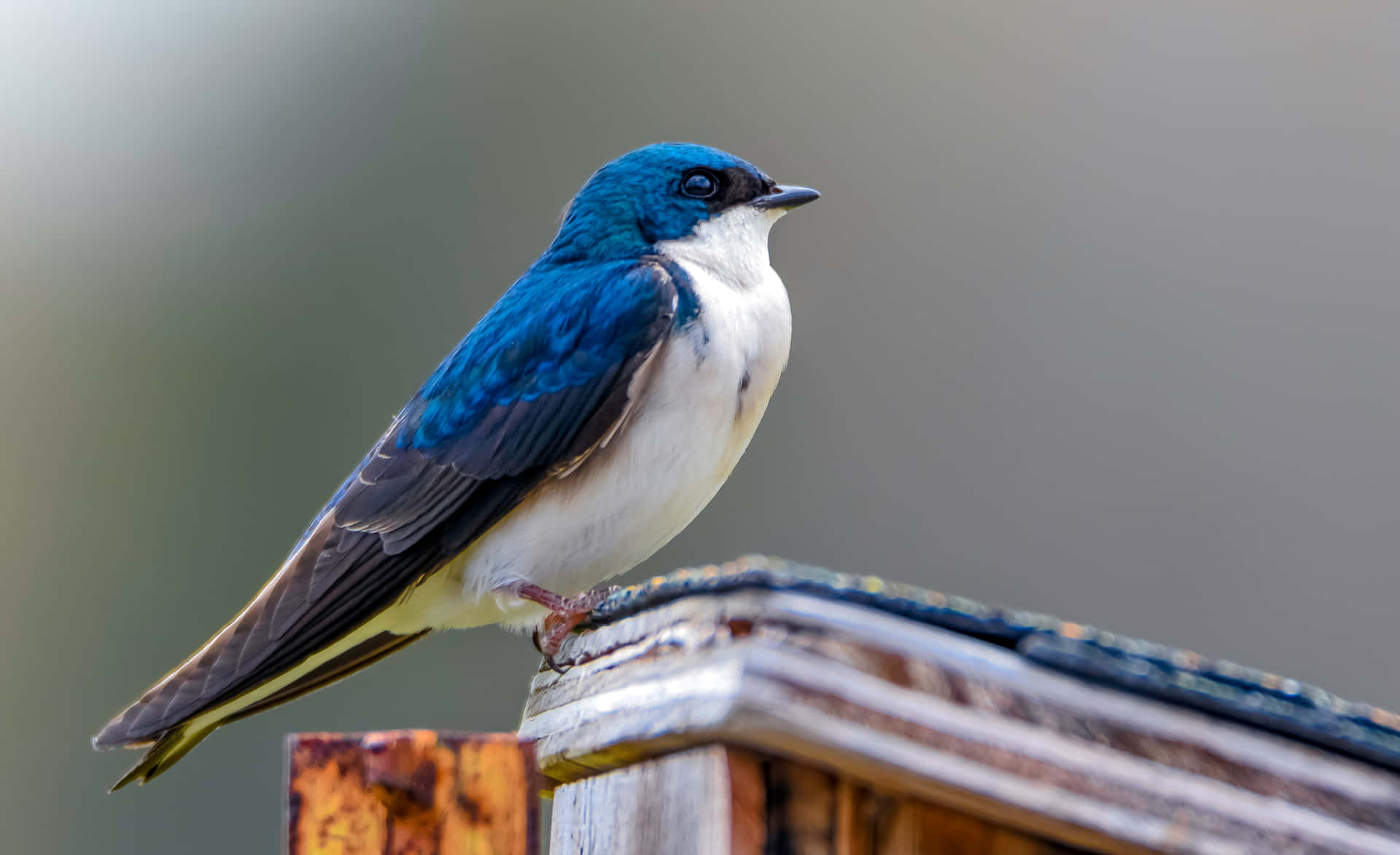 Blueand White Swallow Perched Wallpaper