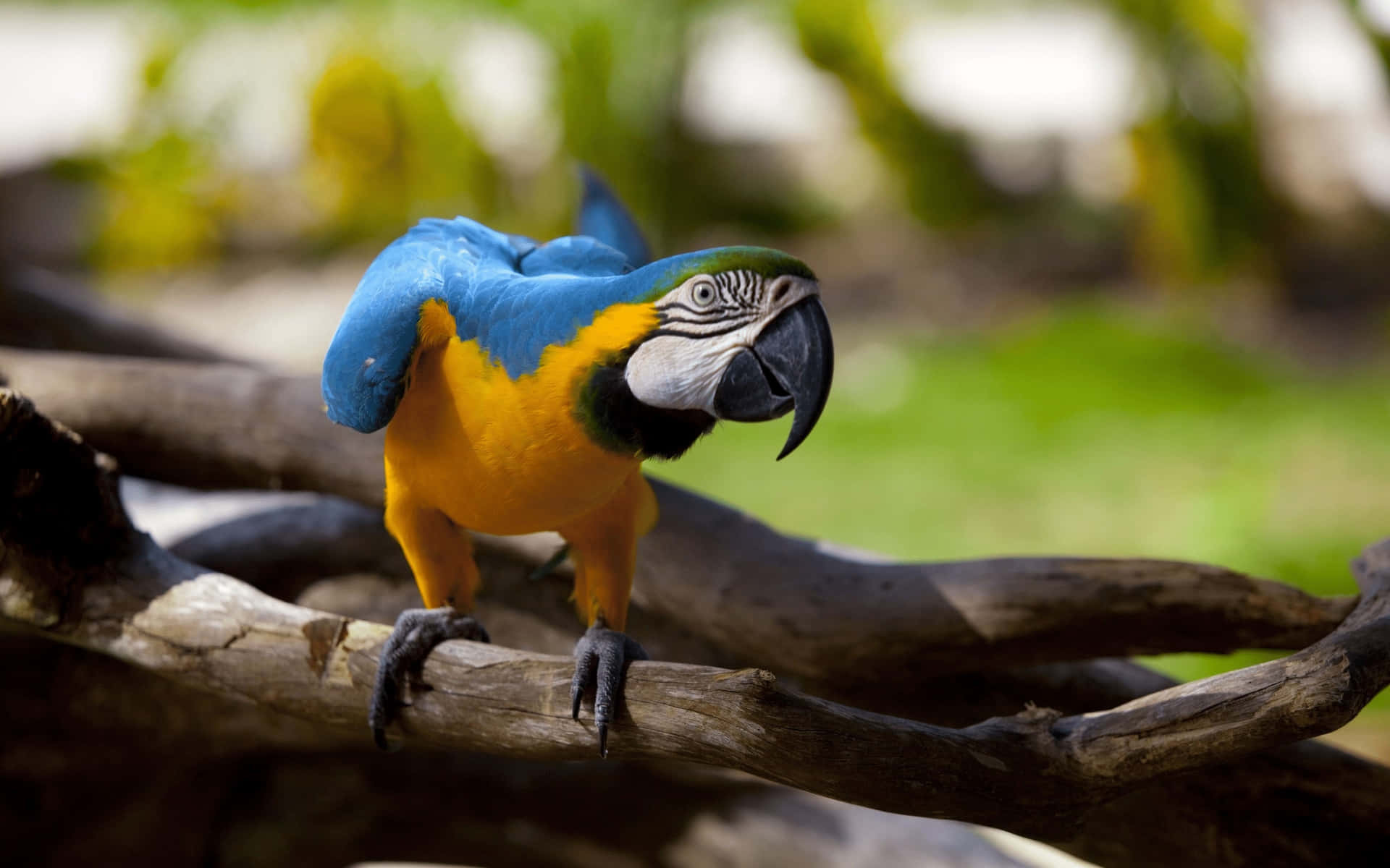 Blueand Yellow Macaw Perched Wallpaper