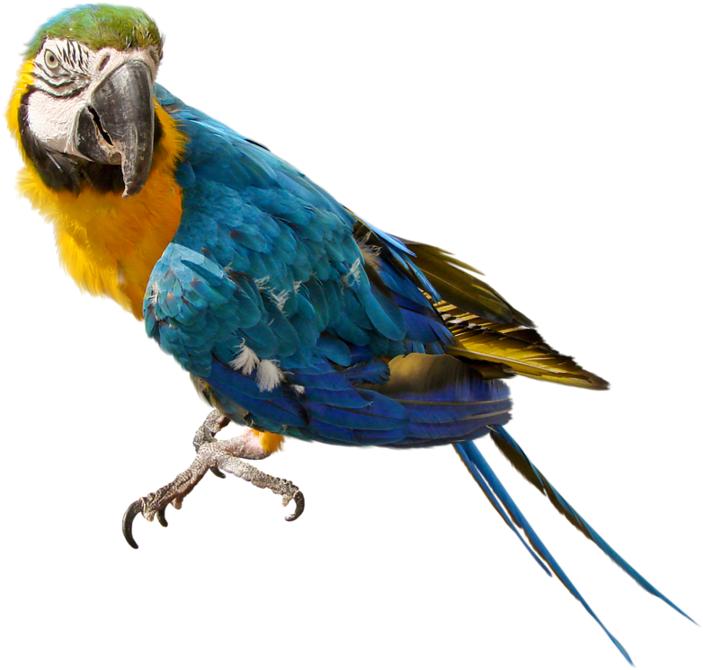 Blueand Yellow Macaw Perched PNG