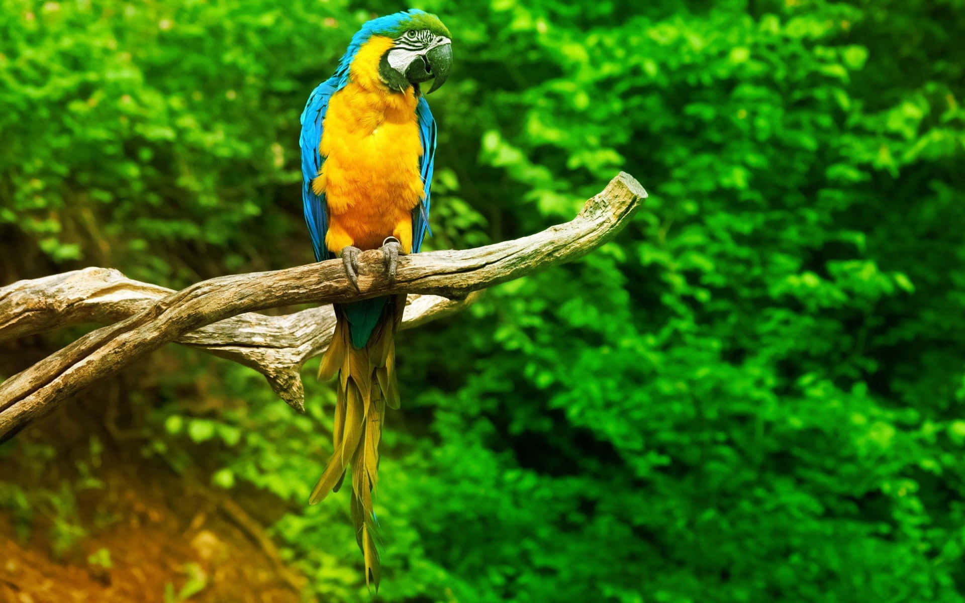 Blueand Yellow Macaw Perched Wallpaper