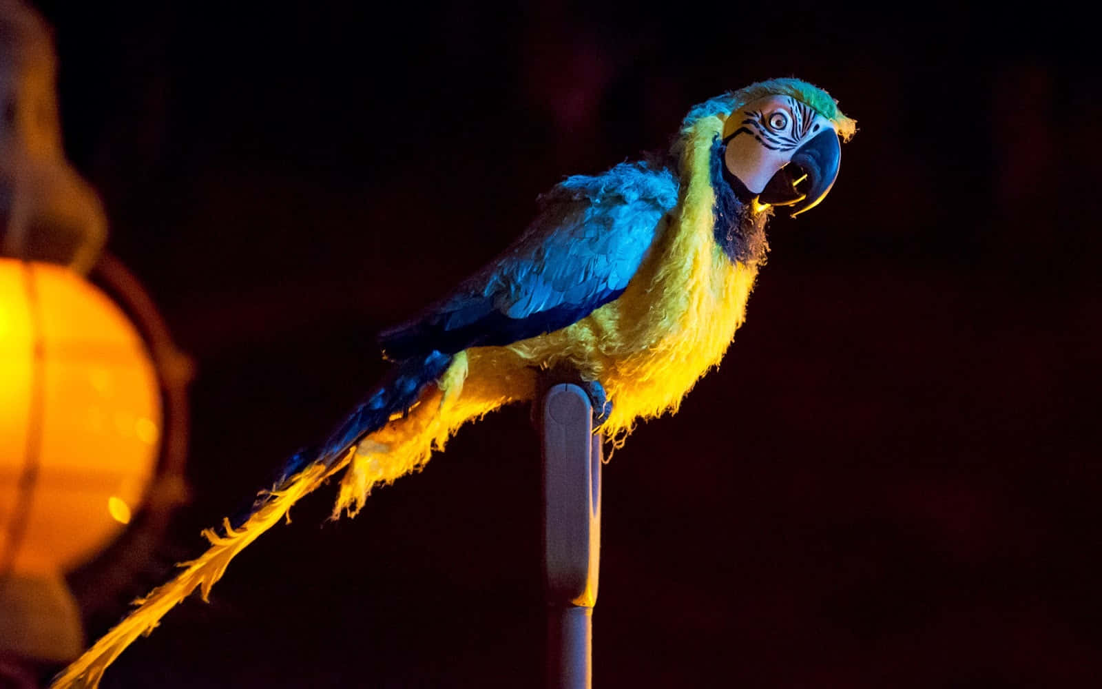 Blå Og Gul Macaw Sittende Om Natten Bakgrunnsbildet