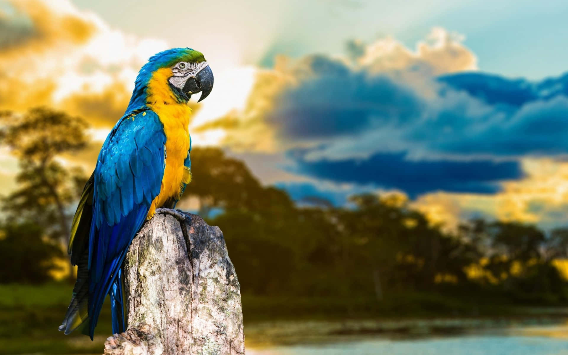 Blueand Yellow Macaw Perchedat Sunset Wallpaper