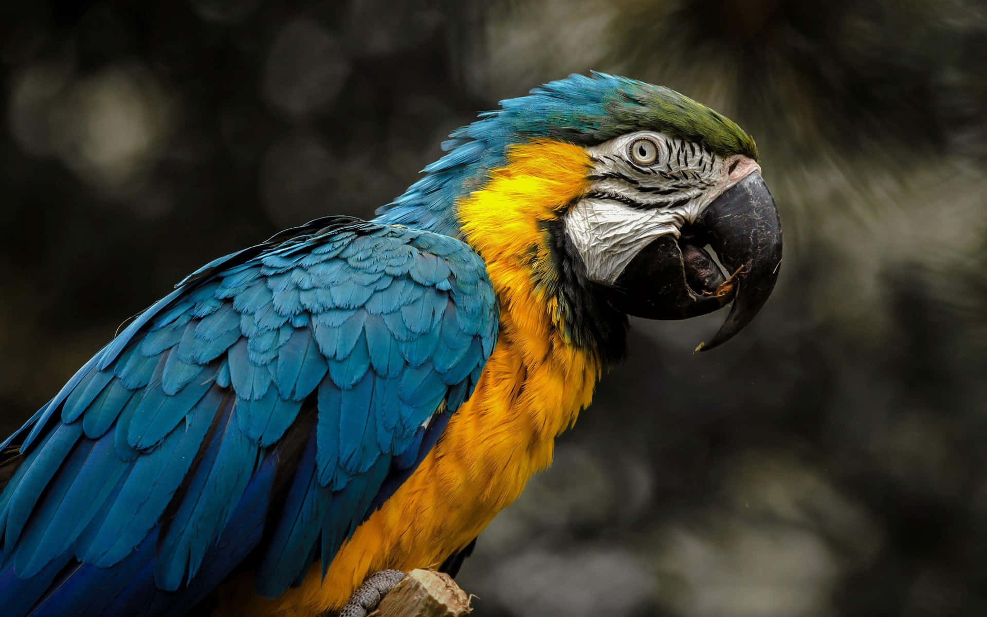 Blueand Yellow Macaw Portrait Wallpaper