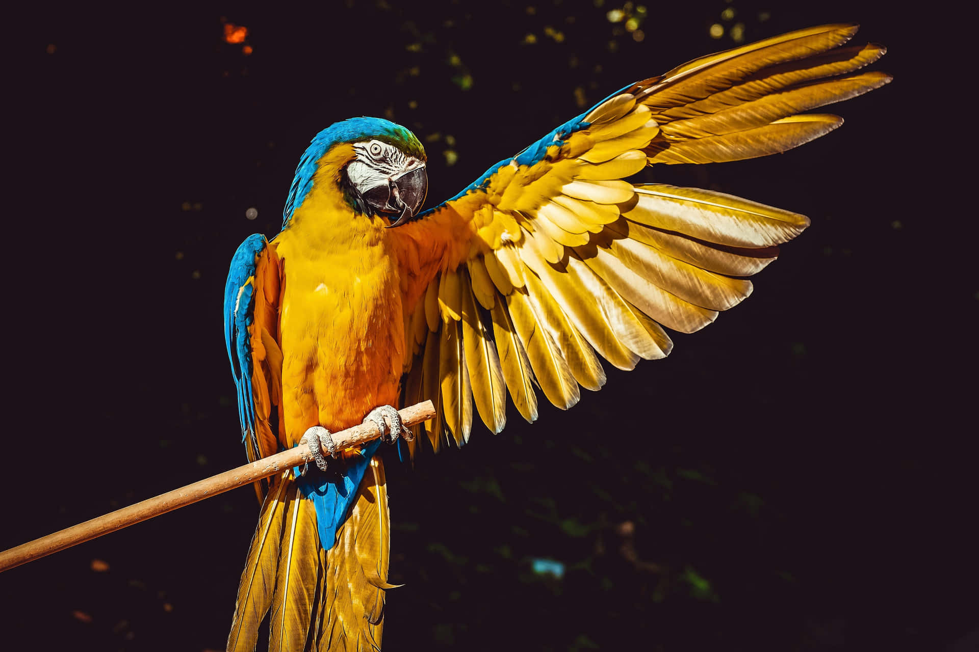 Blueand Yellow Macaw Spreading Wings Wallpaper