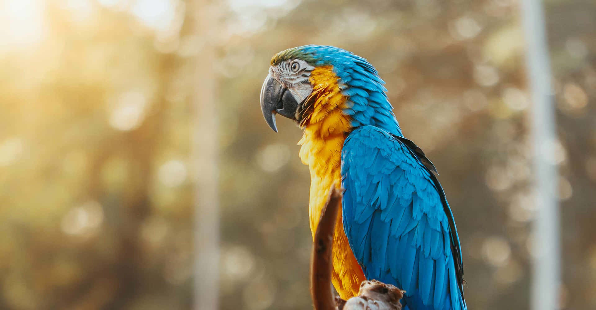 Macaw Biru Dan Kuning Di Senja Wallpaper