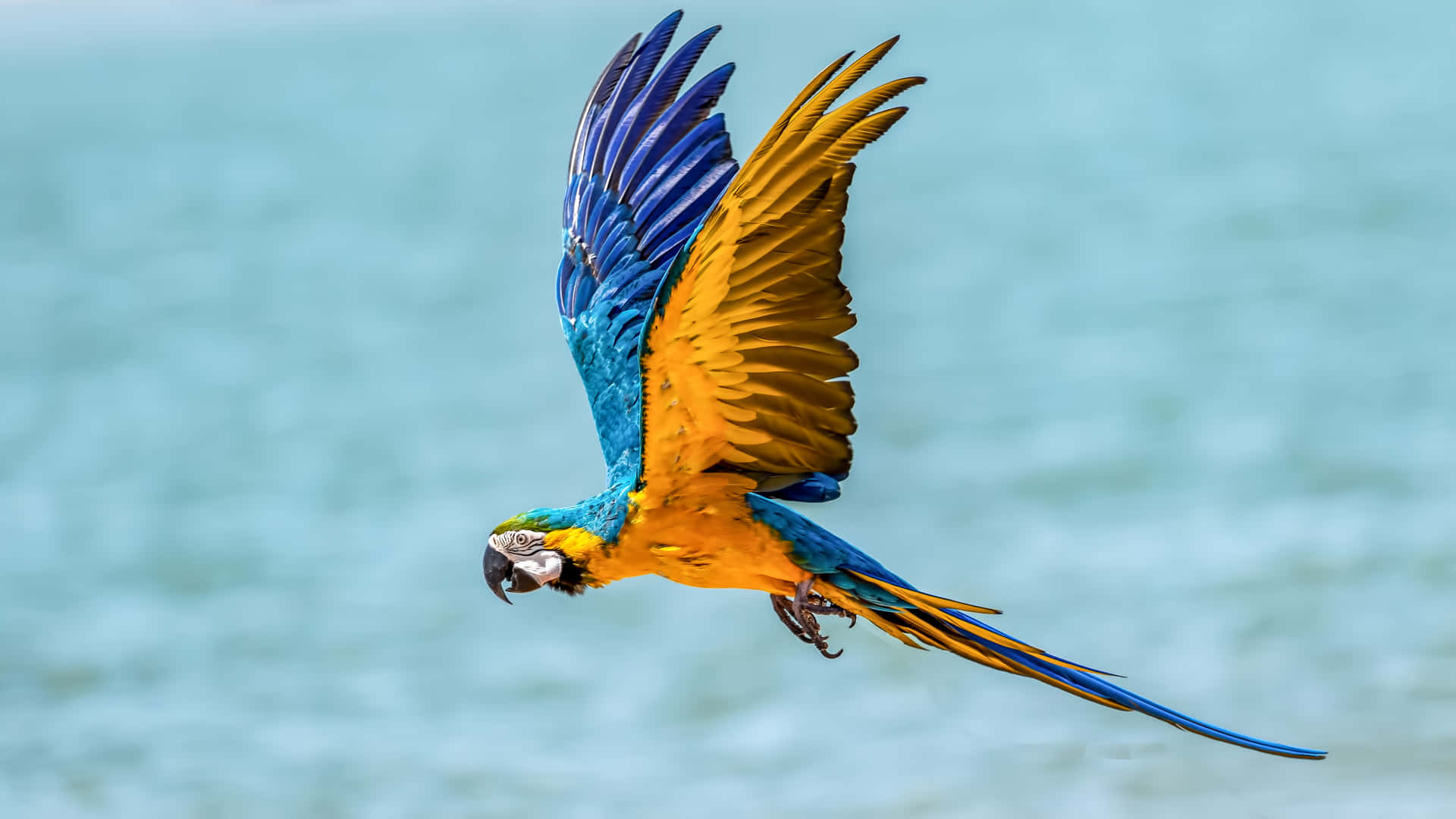 Blueand Yellow Macawin Flight Wallpaper