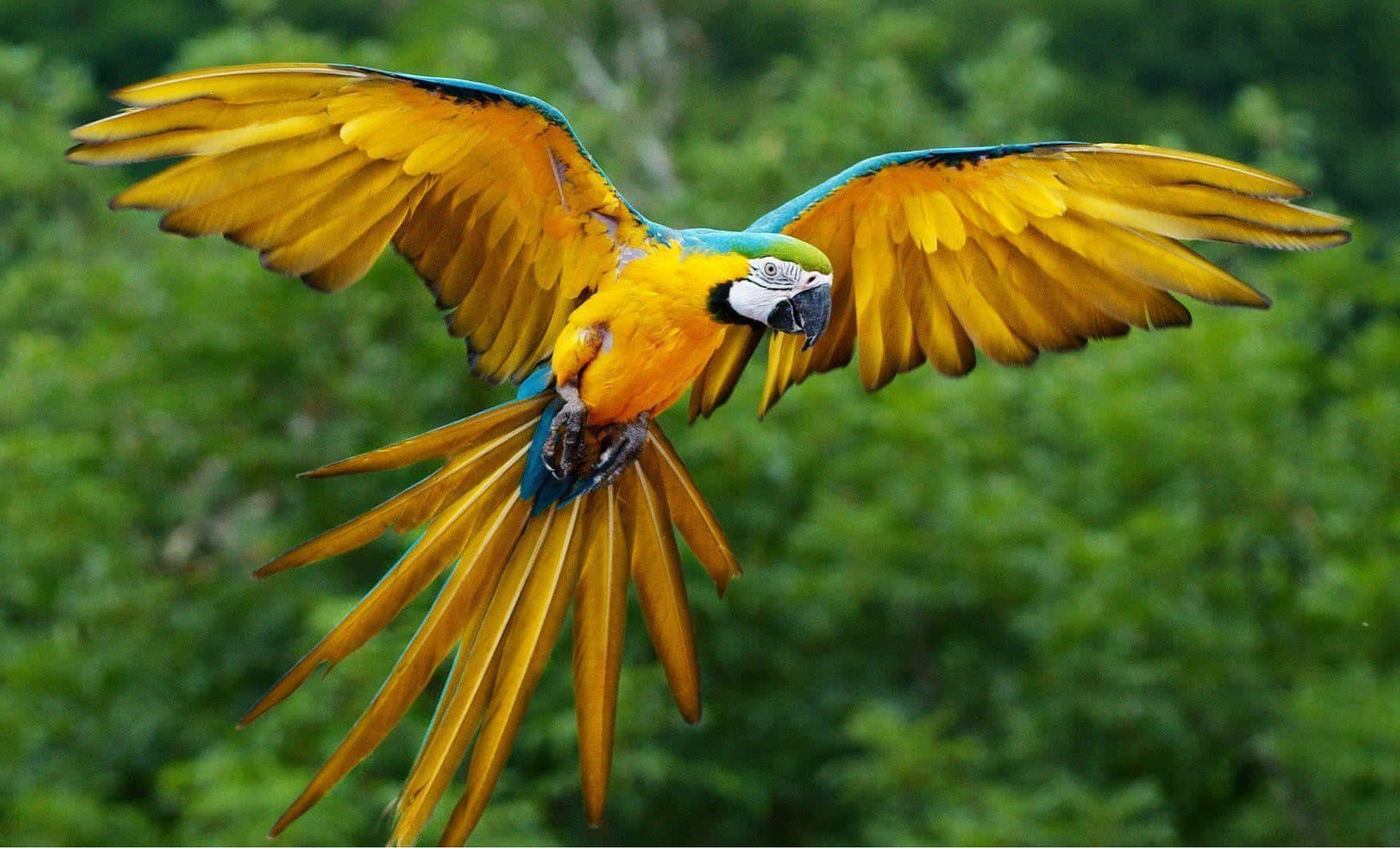 Macaw Biru Dan Kuning Terbang Wallpaper