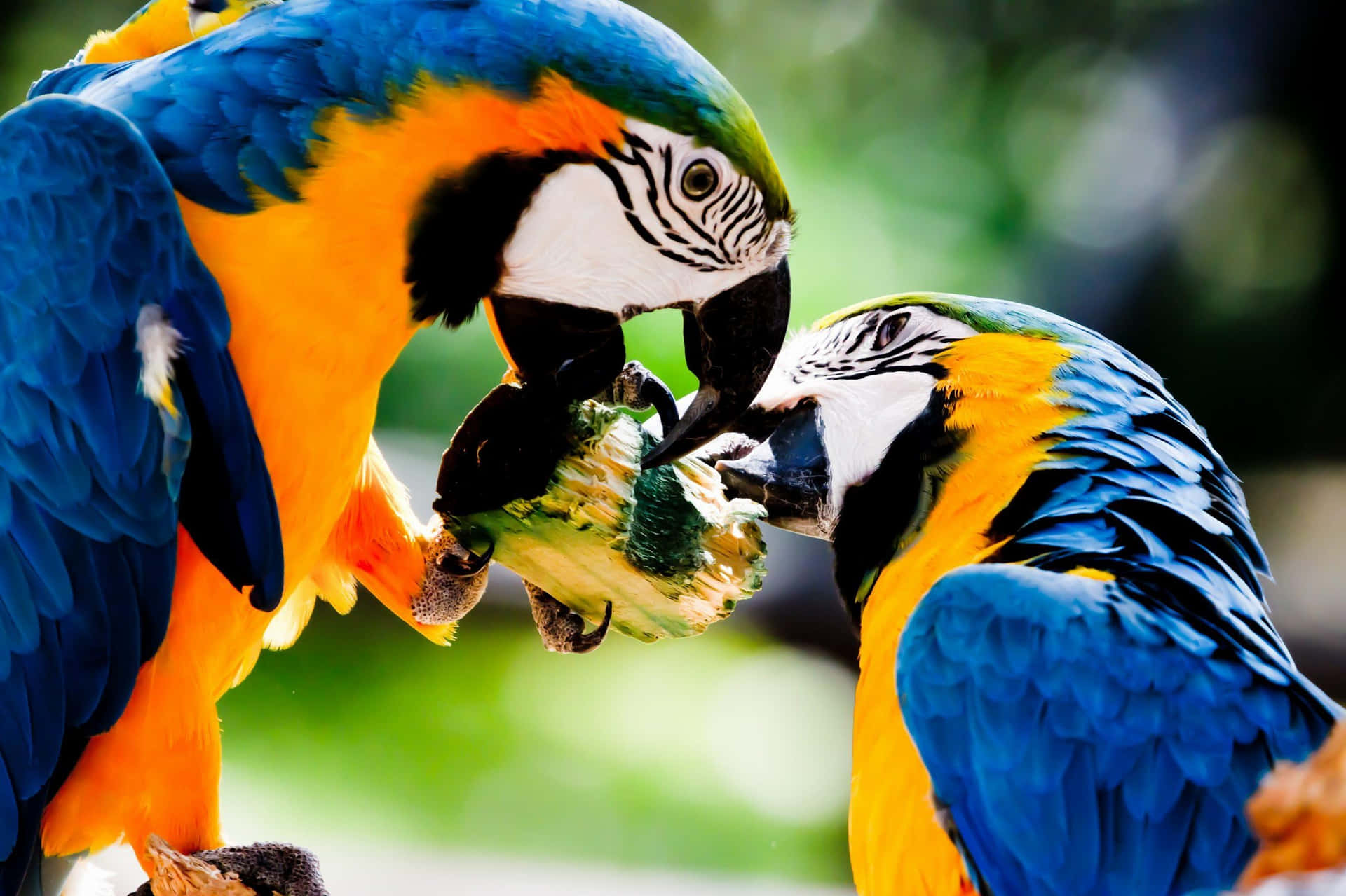 Blueand Yellow Macaws Sharing Food Wallpaper
