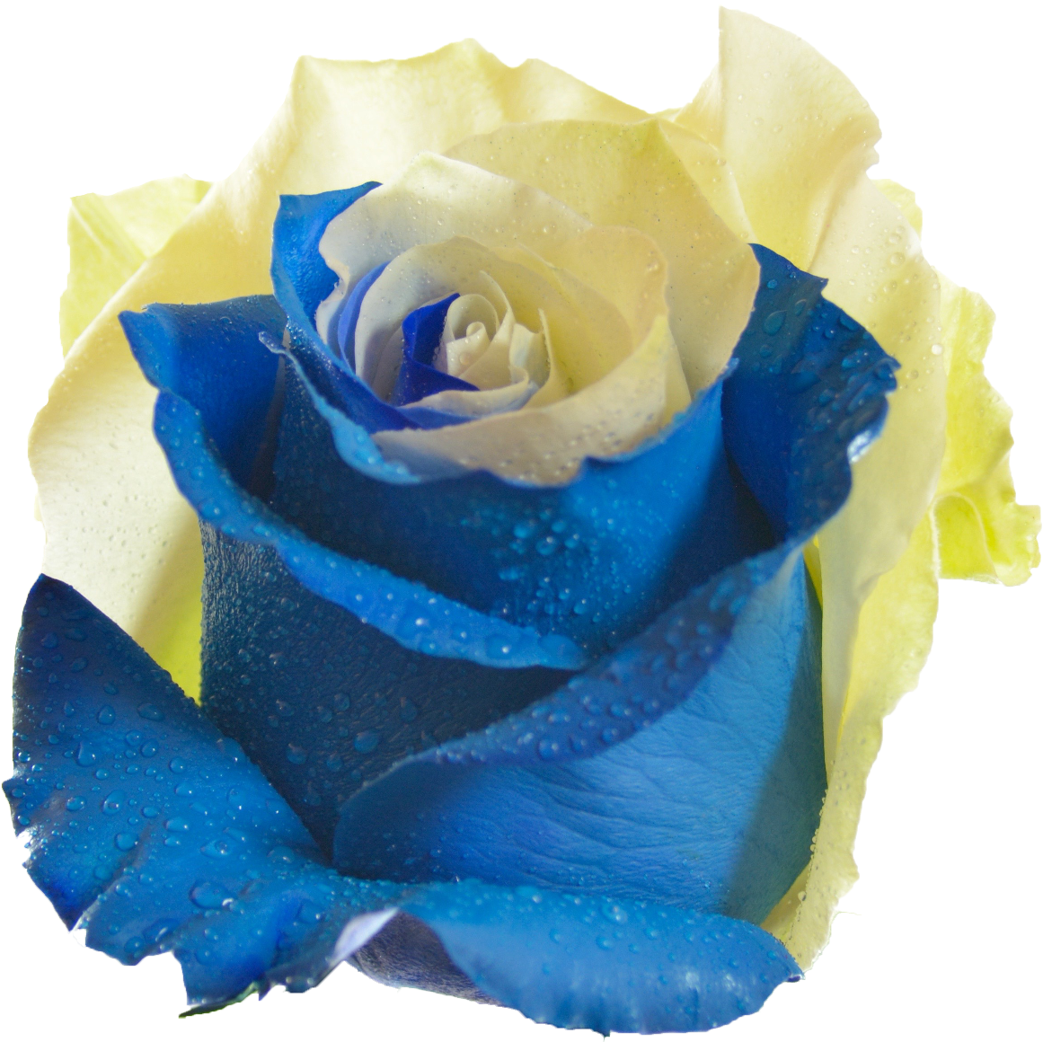 Blueand Yellow Rosewith Dew Drops.png PNG