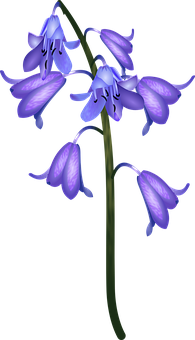 Bluebell Flower Illustration PNG